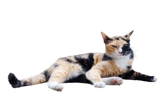 Cute tabby adorable happy cat is black and orange color in fur sleeping and relaxing