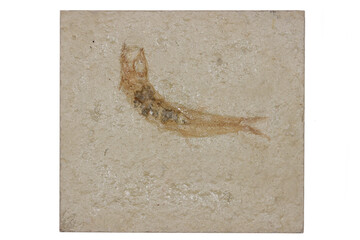Leptolepis fish fossil from Solnhofen, Germany