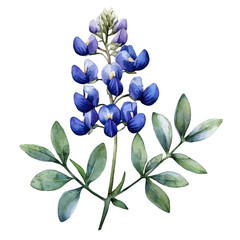 A watercolor vector of a Bluebonnets flower, isolated on a white background. Bluebonnets flower vector

