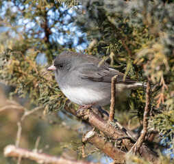 Dark-eyed Junco