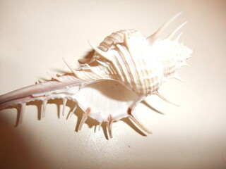 Unique sea shell with intricate spikes discovered on the beach during low tide