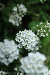 white blossom in the garden, spring blossom, white flowers, spring time, fresh blossom