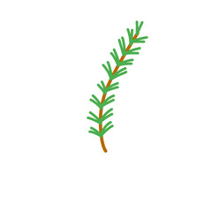Rosemary plant branch