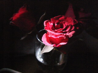 Roses in a glass vase illuminated by soft light create a romantic atmosphere in a dimly lit room at...
