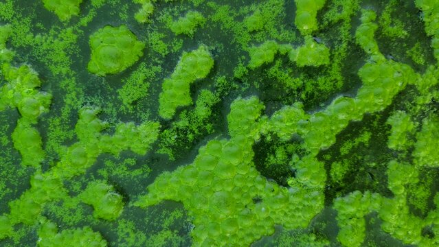 Green plants on the water surface. Close-up top view of plants growing on the water surface in a pond.