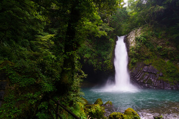 Fototapeta premium 森の中の滝