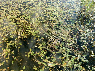 Water lily leaves float on the surface of a calm pond reflecting the sky during a sunny day