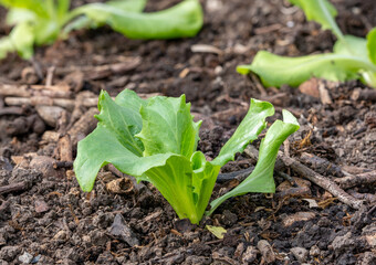 Young lettuce plants in the vegetable patch in spring