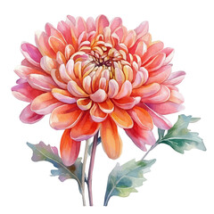 A watercolor vector of a Chrysanthemum flower, isolated on a white background. Chrysanthemum flower vector

