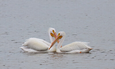 Fototapeta premium White pelicans along the shores of Venice Beach, Florida