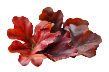 A close up view of several heuchera leaves with red and burgundy tones on a black background