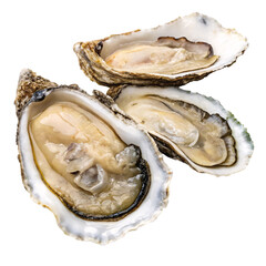Fresh opened oysters on a white reflective background, seafood delicacy and appetizer.