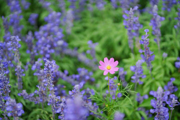 A single pink cosmos flower amidst a field of purple salvia, showcasing contrasting colors and natural beauty. Perfect for floral, nature, and garden concepts.
