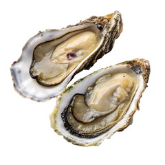 Two fresh opened oysters on white background, raw seafood delicacy close-up.