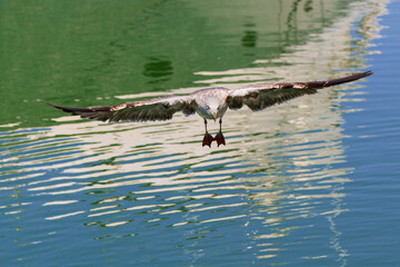 Gaviota en el puerto marítimo
