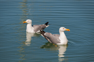 Dos gaviotas en el puerto