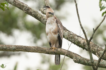 Changeable hawk-eagle, crested hawk-eagle, Indian crested hawk-eagle - Nisaetus cirrhatus perched. Photo From Wasgamuwa National Park in Sri Lanka. Subspecies - N. c. ceylanensis.