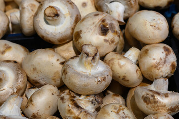 Freshly harvested mushrooms piled together in a market during early morning hours