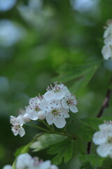 white blossom in the garden, spring blossom, white flowers, spring time, fresh blossom