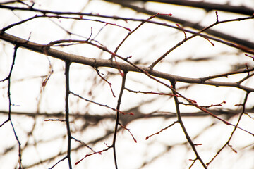 close up bare branches of a tree against sky