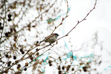 bird on a branch