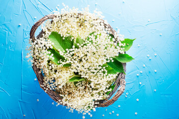 Elderflower harvest