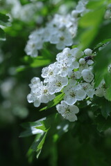 white blossom in the garden, spring blossom, white flowers, spring time, fresh blossom