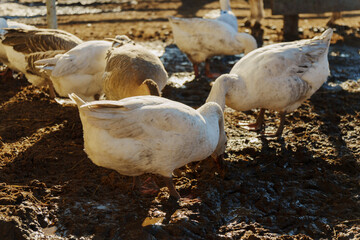 Geese foraging on a sunny farm at midday, showcasing their natural behavior in a rustic setting