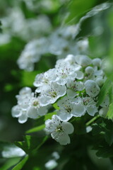 white blossom in the garden, spring blossom, white flowers, spring time, fresh blossom
