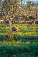 Glückliche Schweine auf der Wiese bei Sonnenuntergang
