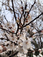 The branches of the flowering apricot are in bloom again. Clear sky.