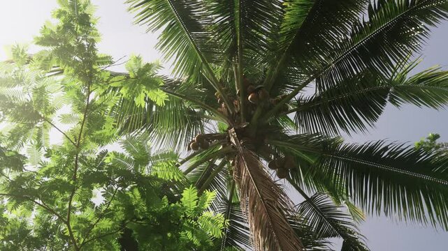 Coconut  tree with a bunch of coconuts on sunny day in java indonesia ready to harvest