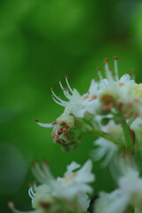 white blossom in the garden, spring blossom, white flowers, spring time, fresh blossom