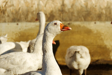 Graceful goose gazing curiously in the golden glow of the evening sun at a serene farmyard