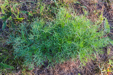 Grass bush with thready leaves covered with dew, top view