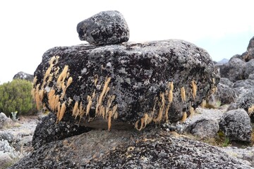 Volcanic rocks covered with lichens in misty scenery of Kilimanjaro, Machame Route, trail from Shira Camp to Barranco Hut, Tanzania © Iwona