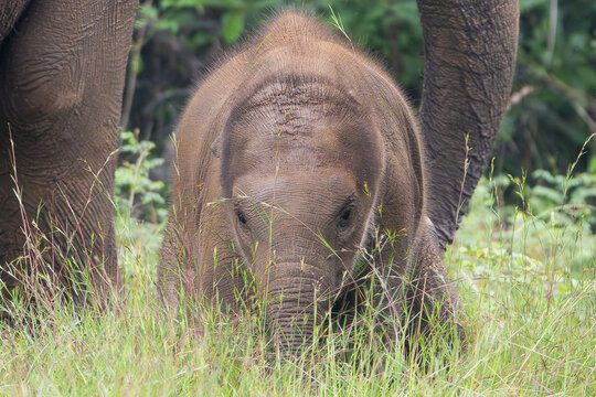 Calf of Sri Lankan elephant - Elephas maximus maximus on meadow. Subspecies of Asian elephant. Photo from Wasgamuwa National Park in Sri Lanka. Native to Sri Lanka.