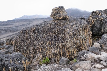 Volcanic rocks covered with lichens in misty scenery of Kilimanjaro, Machame Route, trail from Shira Camp to Barranco Hut, Tanzania © Iwona