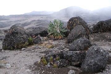 Endemic plant Lobelia deckenii (Senecio kilimanjari)  in misty scenery of Kilimanjaro, Machame Route, trail from Shira Camp to Barranco Hut, Tanzania © Iwona