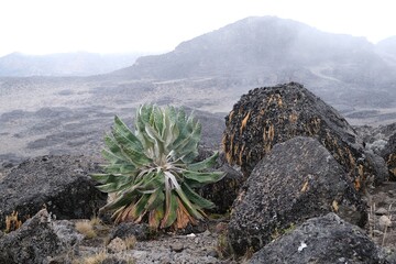 Endemic plant Lobelia deckenii (Senecio kilimanjari)  in misty scenery of Kilimanjaro, Machame Route, trail from Shira Camp to Barranco Hut, Tanzania © Iwona