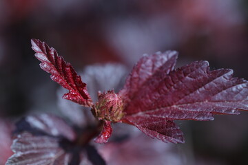 red leaf in the garden, soft background