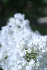 spring flowers in the garden, spring time, spring flowers, fresh flowers