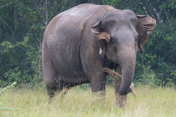 Fototapeta premium Sri Lankan elephant - Elephas maximus maximus grayinf on meadow with grass in trunk. Subspecies of Asian elephant. Photo from Wasgamuwa National Park in Sri Lanka. Native to Sri Lanka.