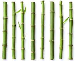 Fototapeta premium A collection of green bamboo stalks arranged against a white backdrop