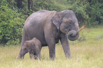 Sri Lankan elephants - Elephas maximus maximus mother and calf grazing on meadow with grass in trunk. Subspecies of Asian elephant. Photo from Wasgamuwa National Park. Native to Sri Lanka.