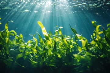 Fototapeta premium Sunlight filters through turquoise water, illuminating vibrant green seaweed. Great for showing ocean life, marine biology or ocean conservation.
