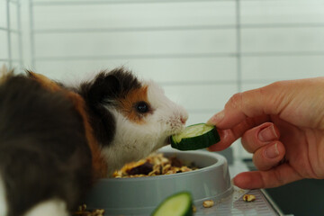 In a cozy corner, a curious guinea pig peeks out of its shelter, excitedly reaching for a refreshing cucumber