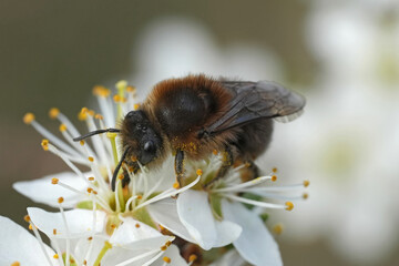 Closeup on a female Early flying Cellophane bee, Colletes cunicularius on a white Blackthorn flower