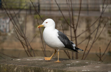 Close-up of a seagull walking along a stone surface, with trees and a blurred background. The bird displays striking white and gray plumage.