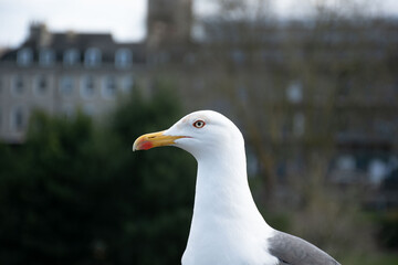 Close-up of a seagull's head, showcasing its sharp beak and distinctive features against a blurred urban background.